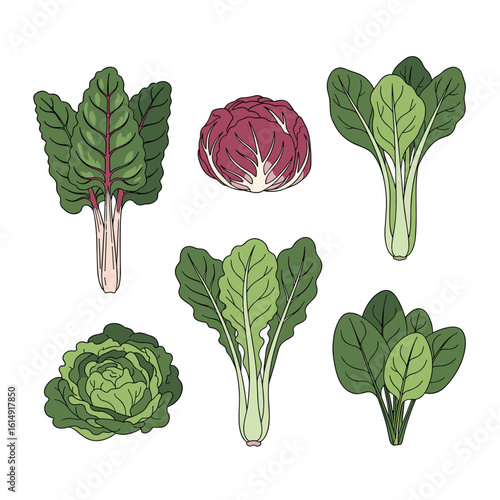 A collection of fresh leafy greens and vegetables for healthy eating and culinary inspiration