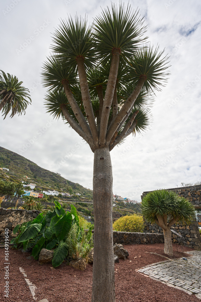 Fototapeta premium Dragon tree in Canarian hillside garden