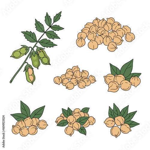 Illustrations of chickpeas showing a plant with pods and several piles of dried beans and freshly harvested legumes with green leaves