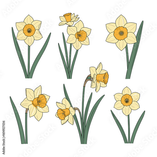 Beautiful hand drawn yellow daffodil flowers with green stems and leaves collection for spring decoration and botanical illustration