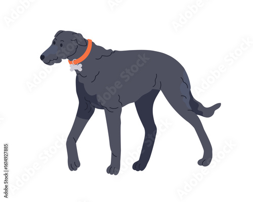Scottish Deerhound breed. Purebred dog walking. Tall slim canine animal, hound in collar and bone tag. Large thoroughbred doggy, puppy. Flat vector illustration isolated on white background
