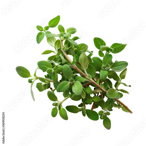 Wallpaper Mural Fresh marjoram herb cluster Torontodigital.ca