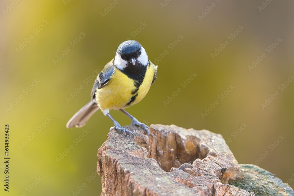 Obraz premium A great tit sits on a tree stump. Closeuo portrait of a great tit. Parus major. 