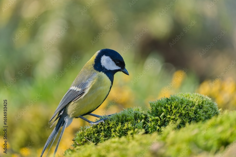 Obraz premium A great tit sits on the ground. Closeuo portrait of a great tit. Parus major. 
