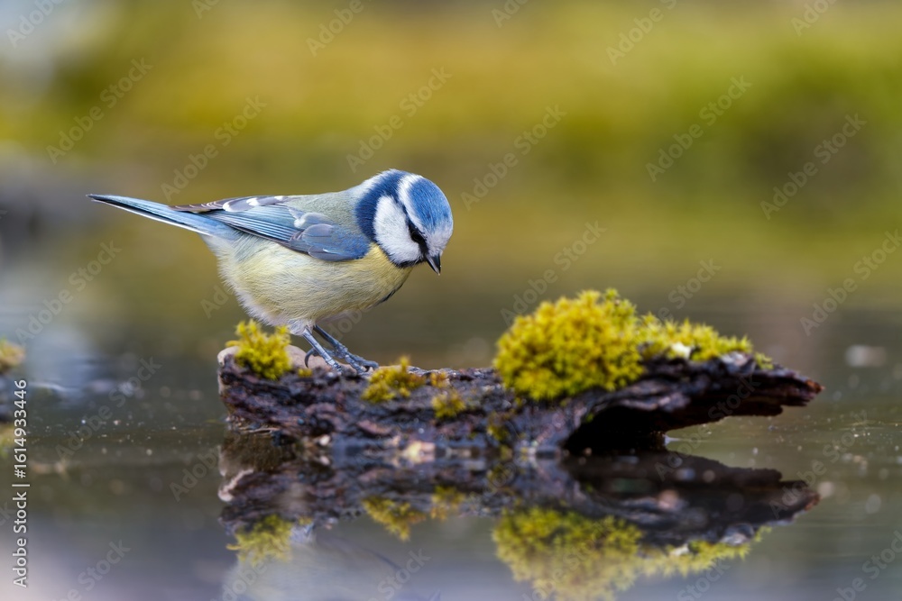 Obraz premium A blue tit sits on stone and drinks water from a fgorest pond. A cute blue tit in the nature habitat. Parus caeruleus. Cyanistes caeruleus