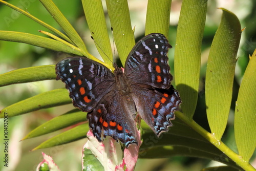 Fényképezés Blue commodore butterfly