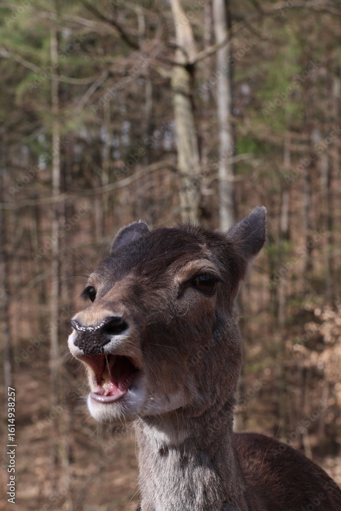 Fototapeta premium a close-up view of a fallow deer with an expressive face in the forest