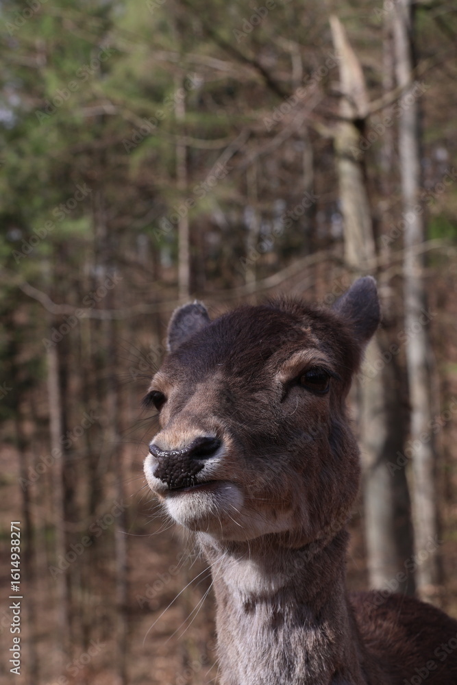 Fototapeta premium a close-up view of a fallow deer with an expressive face in the forest