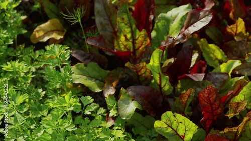 Combine gardening. Cultivation of red beets. Beetroot in the ripening stage. Red beetroot foliage.	
Green parsley leaves. Parsley bushes. Cultivation of parsley and farming. 