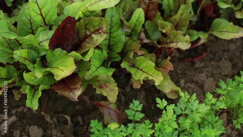 Combine gardening. Cultivation of red beets. Beetroot in the ripening stage. Red beetroot foliage.	
Green parsley leaves. Parsley bushes. Cultivation of parsley and farming. 