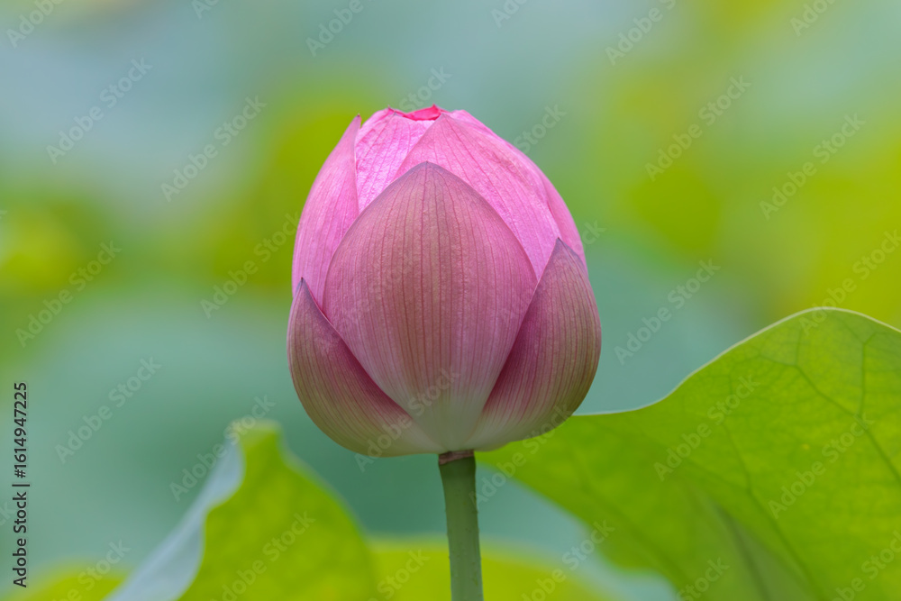 Fototapeta premium 蓮の花のつぼみ