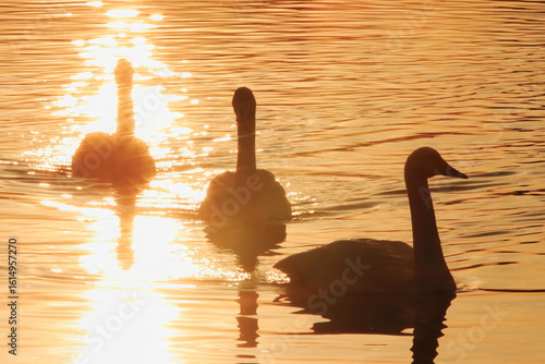 【白鳥　夕日の輝き】