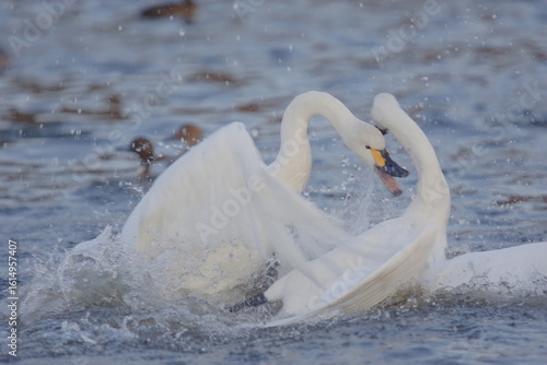 【白鳥の争い】