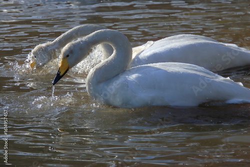 【白鳥】
