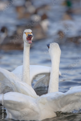 【白鳥の争い】