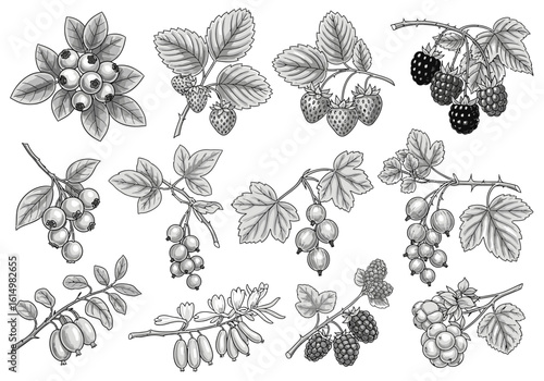 A collection of detailed botanical illustrations depicting various types of berries on their branches, including strawberries, blueberries, raspberries, and currants.