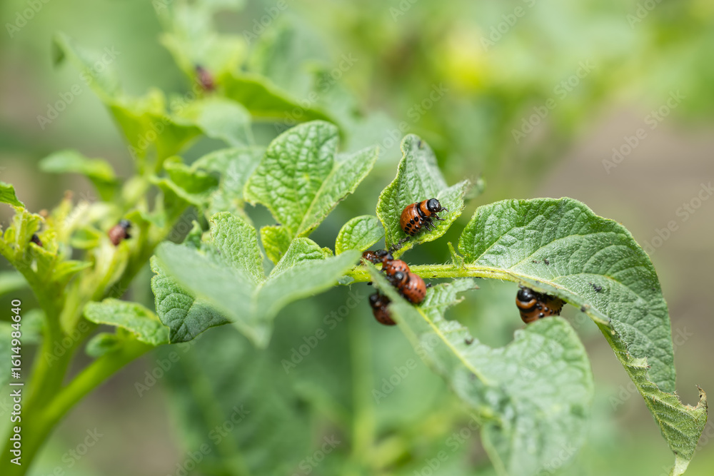 The Colorado potato beetle on potato leaves destroys potato plants The Colorado potato beetle on potato leaves destroys potato plants