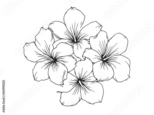 frangipani clear vision simple line art