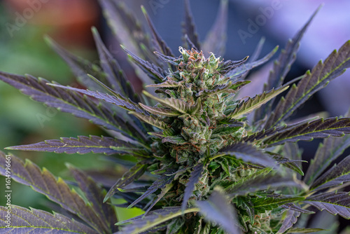 Closeup photo of a purple female feminized cannabis marijuana plant in late flowering stage
