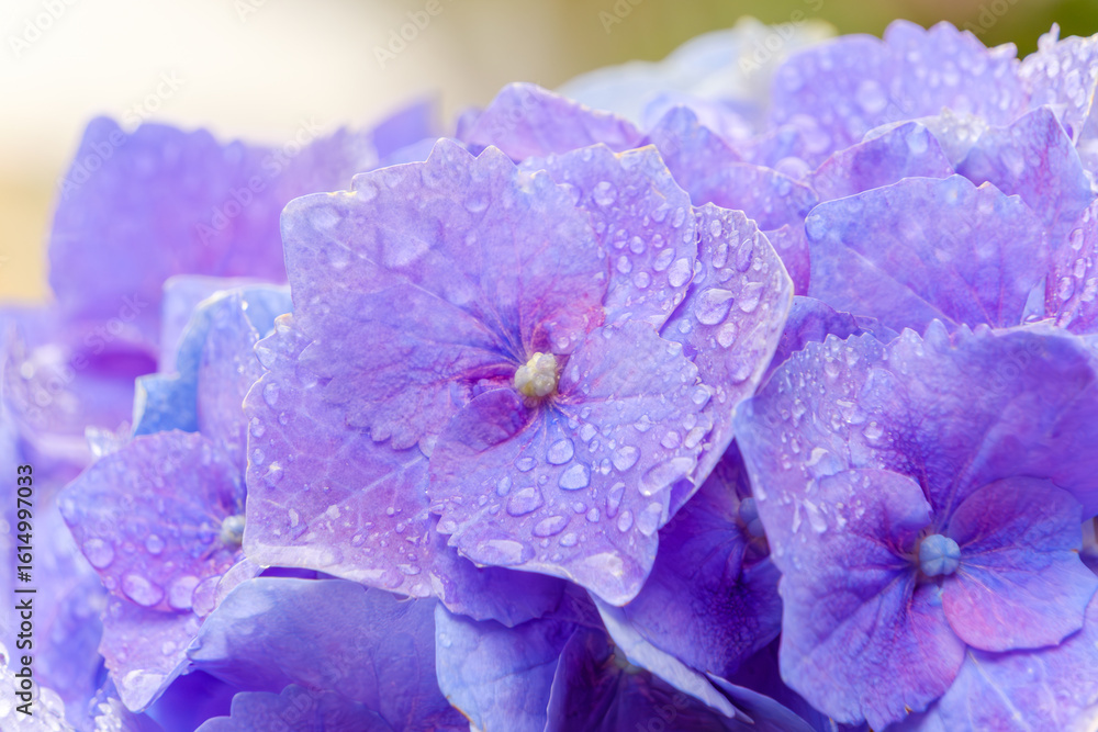 Obraz premium 雨粒がきらめく紫陽花の花びら