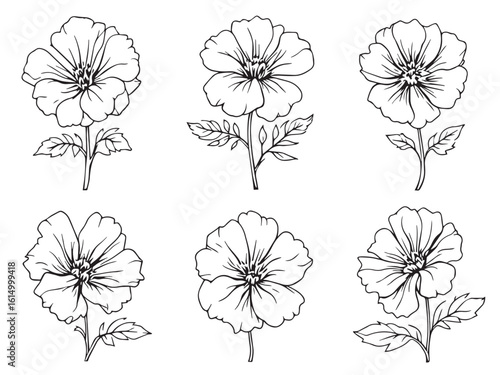 Geranium plant simple line art flower drawing