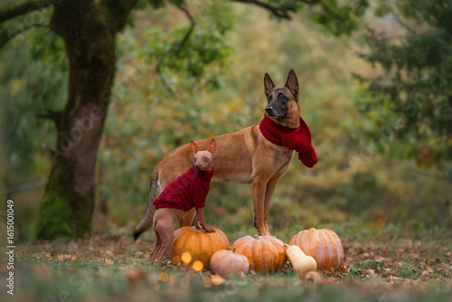Photography A group of beautiful dogs wearing scarves and sweaters is walking through an aut