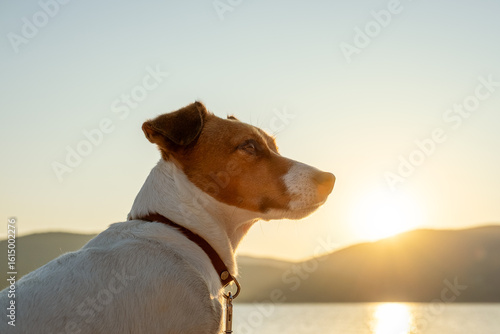 Canvas Print Mountain lake sunset dog Jack Russell terrier close-up looking horizon thoughtfu