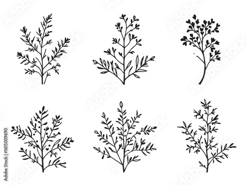simple grevillea plant contour drawing collection