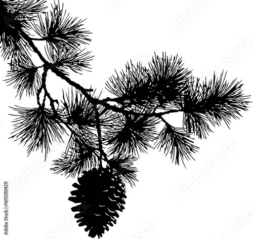 Black Silhouette Pine Branch With Needles And Pinecone On White Backdrop