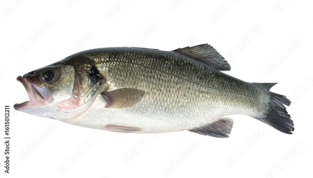Fresh sea bass fish isolated on transparent background, ideal for seafood restaurant menus or fishing industry marketing materials Fresh sea bass fish isolated on transparent background, ideal for seafood restaurant menus or fishing industry marketing materials