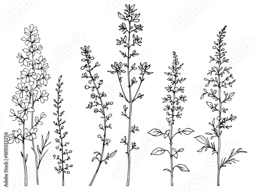 Indian paintbrush illustration in minimalist line art