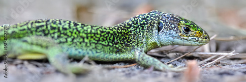 Portrait of a Green lizard on a forest path. Lacerta viridis, Touraine, Indre et Loire 37, région Centre Val de Loire, France, European Union, Europe