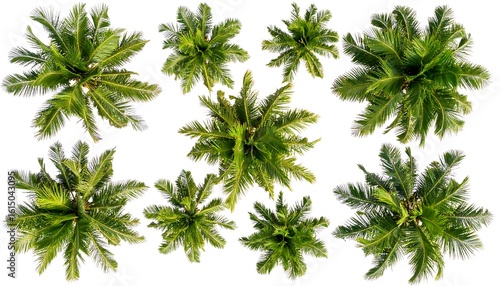 Overhead view of multiple coconut palm trees