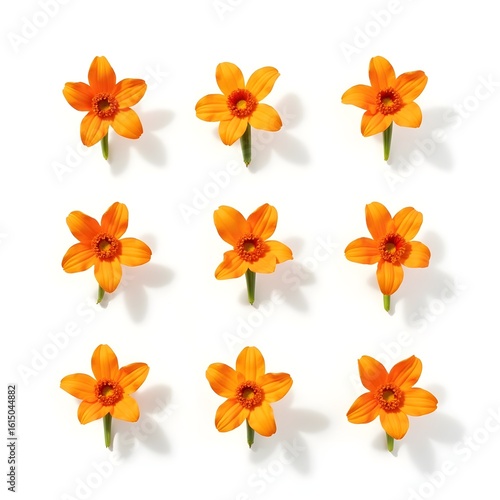 Beautiful orange star-shaped flowers arranged in orderly grid displaying geometric floral pattern with consistent botanical symmetry and design