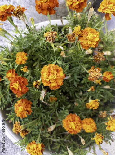 Wallpaper Mural Colorful flowers in nature Torontodigital.ca