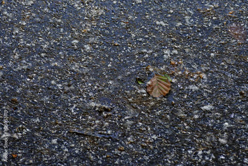 Fallen leaf on the wet asphalt. Close-up. Selective focus.
