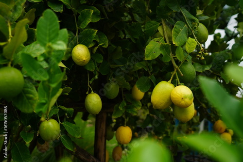Lemon Garden is organically farmed without chemicals, grown in a home farm.