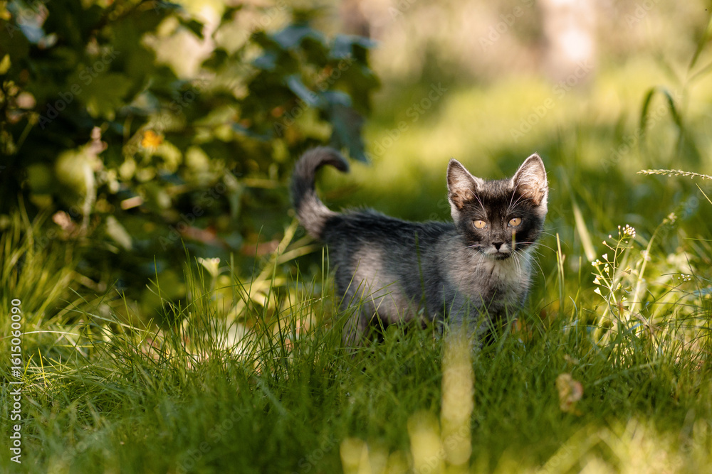 Fototapeta premium Curious kitten exploring green grass in a sunny garden