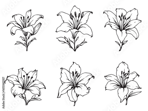 lily clear vision simple line art