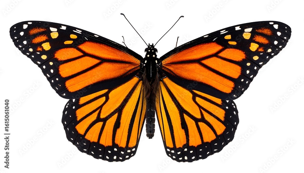 Fototapeta premium Monarch butterfly, close-up