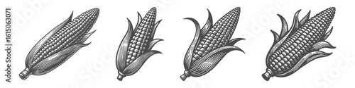 Vintage Hand-Drawn Corn Collection Illustration, Golden Harvest Vegetable Scene Engraved Style Vector for T-Shirts and Farm Produce Themes Design