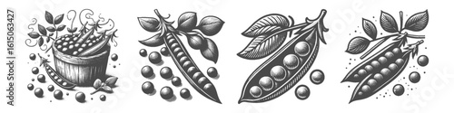 Vintage Hand-Drawn Green Peas Collection Illustration, Garden Legume Scene Engraved Style Vector for T-Shirts and Fresh Vegetable Themes Design