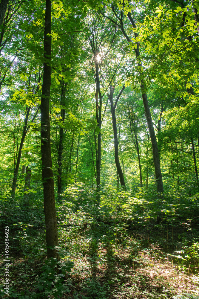 Obraz premium Sunlight in the green forest, spring time