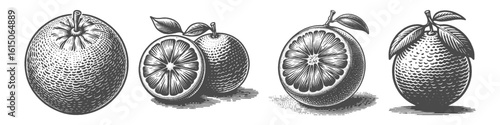 Vintage Hand-Drawn Orange Fruit Collection Illustration, Citrus Citrus Scene Engraved Style Vector for T-Shirts and Tropical Themes Design