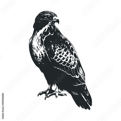 Intricate black white vector of hawk silhouette elegant bird illustration