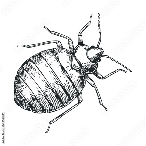 Detailed black and white sketch of bed bug with intricate linework