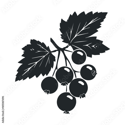 Silhouette of blackcurrant berries with leaves on a branch
