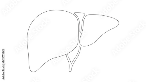 Human Liver Anatomy Outline Illustration for Medical Education and Healthcare Awareness
