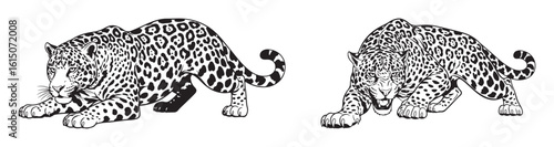 Two crouching jaguars preparing to fight vector illustration