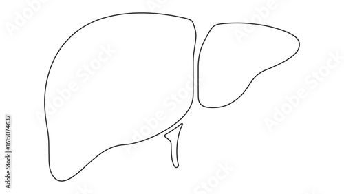 Liver Organ Line Art, Human Anatomy, Medical Illustration, and Healthcare Concept